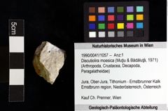 Foto (Objket + Etiketten) von Discutiolira moesica (Muţiu & Bădăluţă, 1971) 